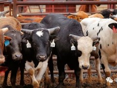 受疫情影响，美国牛皮价格再次跌至5年来的底部