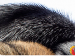 世家皮草市场观察|狐狸皮及水貂皮减产趋势预测