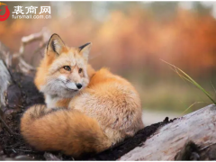 貂狐貉养殖有哪些注意事项