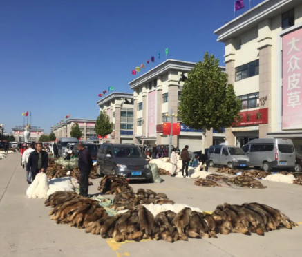 10月9日尚村毛皮市场成交增加